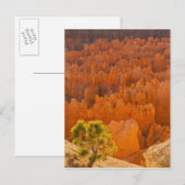National Park USA, Utah, Bryce Canyon Briefkaart (Voorkant / Achterkant)