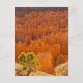 National Park USA, Utah, Bryce Canyon Briefkaart (Voorkant)
