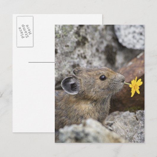 National Park VS, Washington, Noord-Cascades Briefkaart (Voorkant / Achterkant)