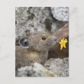 National Park VS, Washington, Noord-Cascades Briefkaart (Voorkant)