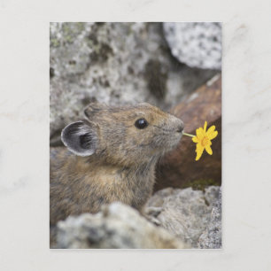 National Park VS, Washington, Noord-Cascades Briefkaart