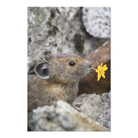 National Park VS, Washington, Noord-Cascades Foto Afdruk (Voorkant)