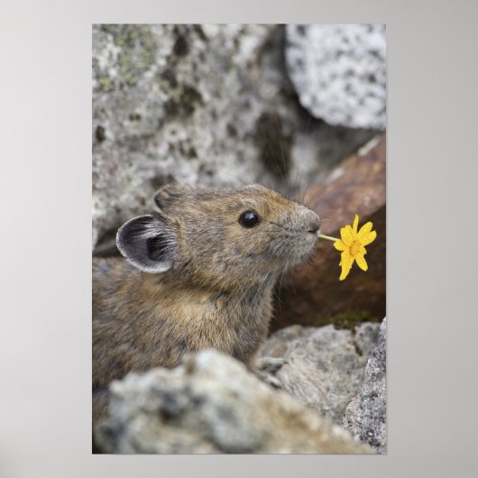 National Park VS, Washington, Noord-Cascades Poster (Voorkant)