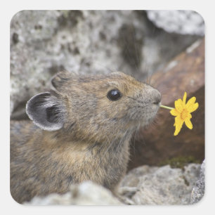 National Park VS, Washington, Noord-Cascades Vierkante Sticker