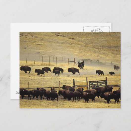 Nationale Bison Range Roundup in Montana Briefkaart (Voorkant / Achterkant)