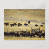 Nationale Bison Range Roundup in Montana Briefkaart (Voorkant)
