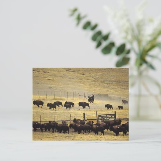 Nationale Bison Range Roundup in Montana Briefkaart (Staand voorkant)
