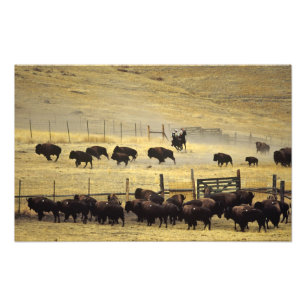 Nationale Bison Range Roundup in Montana Foto Afdruk