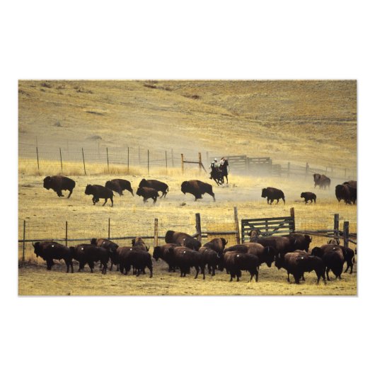 Nationale Bison Range Roundup in Montana Foto Afdruk (Voorkant)