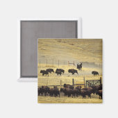 Nationale Bison Range Roundup in Montana Magneet (Voorkant / Achterkant)