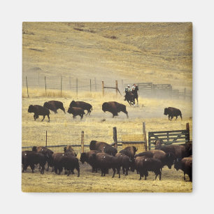 Nationale Bison Range Roundup in Montana Magneet
