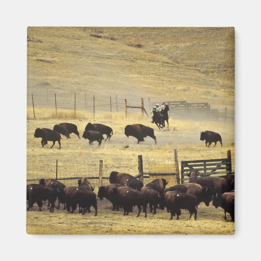 Nationale Bison Range Roundup in Montana Magneet (Voorkant)