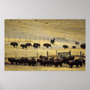 Nationale Bison Range Roundup in Montana Poster