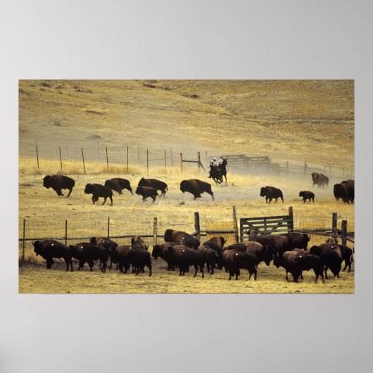 Nationale Bison Range Roundup in Montana Poster (Voorkant)