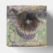 Native Australian Wild Echidna Foto Bedankdoosjes (Bovenkant)