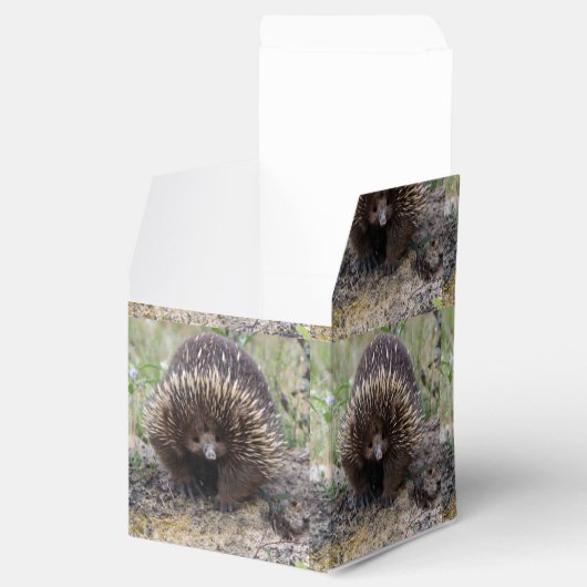 Native Australian Wild Echidna Foto Bedankdoosjes (Geopend)