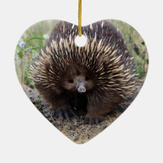 Native Australian Wild Echidna Foto Keramisch Ornament (Achterkant)
