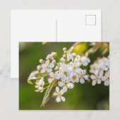 Native Chokecherry Blossom Briefkaart (Voorkant / Achterkant)