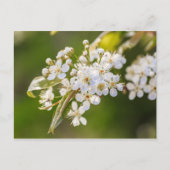 Native Chokecherry Blossom Briefkaart (Voorkant)