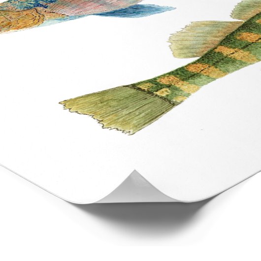 Native Darters Poster (Hoek)