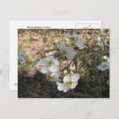 Native Mayhaw Flowers Briefkaart (Voorkant / Achterkant)