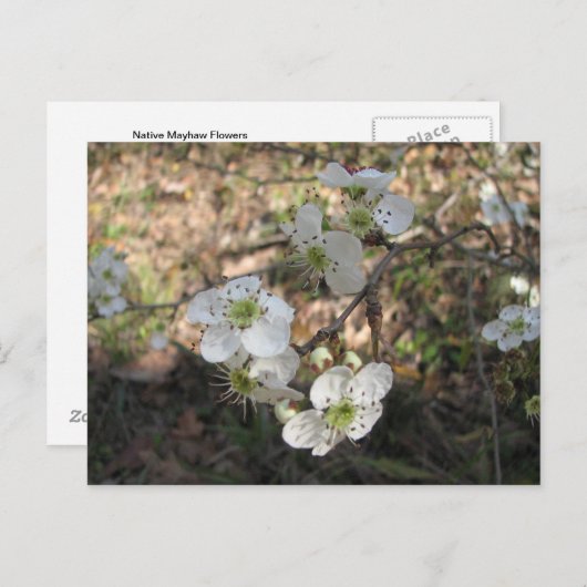 Native Mayhaw Flowers Briefkaart (Voorkant / Achterkant)