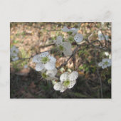 Native Mayhaw Flowers Briefkaart (Voorkant)
