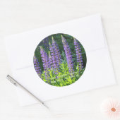 Native Minnesota Paarse Lupine Ronde Sticker (Envelop)