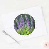 Native Minnesota Paarse Lupine Ronde Sticker (Envelop)