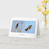 Native Nevadans. Vogels. Fotografie door J. Halko Kaart (Gele Bloem)