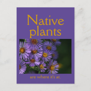 Native plants are where it's at briefkaart