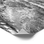 Native Royal Palms in Fakahatchee Strand Poster (Hoek)