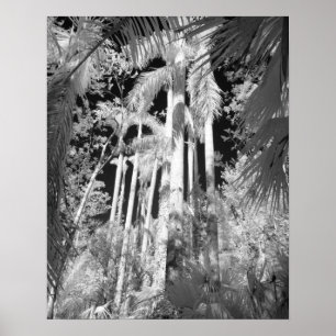 Native Royal Palms in Fakahatchee Strand Poster