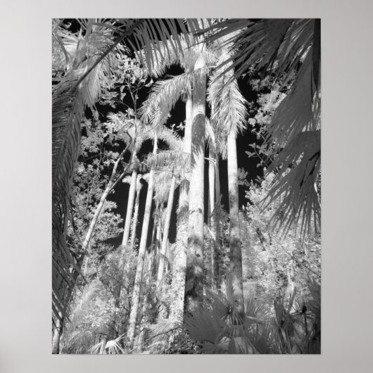 Native Royal Palms in Fakahatchee Strand Poster (Voorkant)