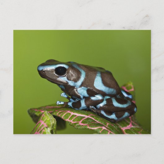 Native to Panama Briefkaart (Voorkant)