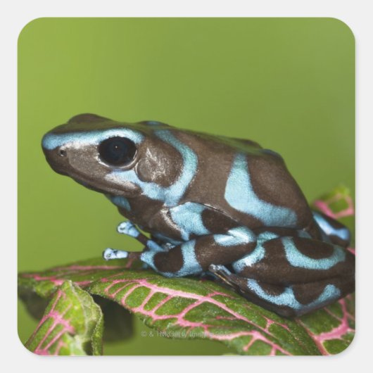 Native to Panama Vierkante Sticker (Voorkant)
