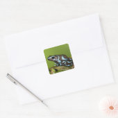 Native to Panama Vierkante Sticker (Envelop)