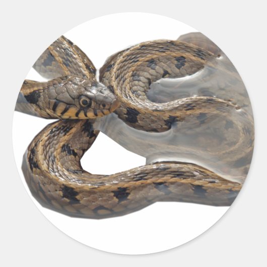 Natrix grasslang ronde sticker (Voorkant)
