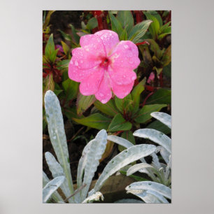 Natte aanjager poster