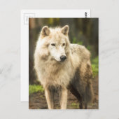 Natte Arctische Wolf in Spring Foto Briefkaart (Voorkant / Achterkant)