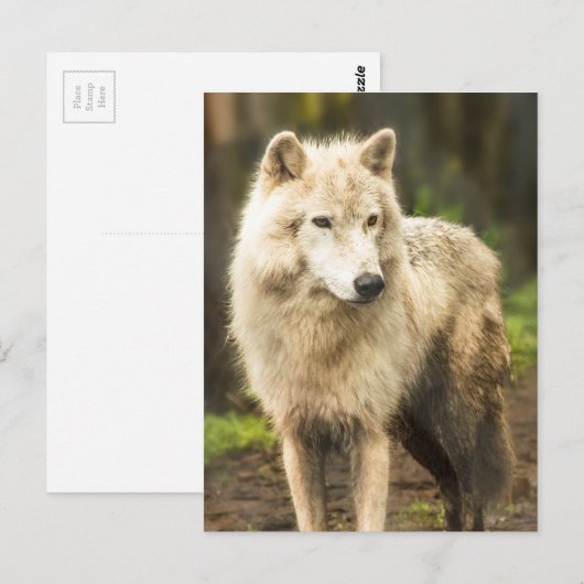 Natte Arctische Wolf in Spring Foto Briefkaart (Voorkant / Achterkant)