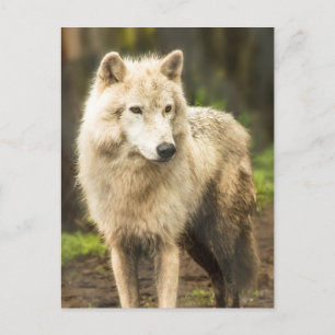 Natte Arctische Wolf in Spring Foto Briefkaart
