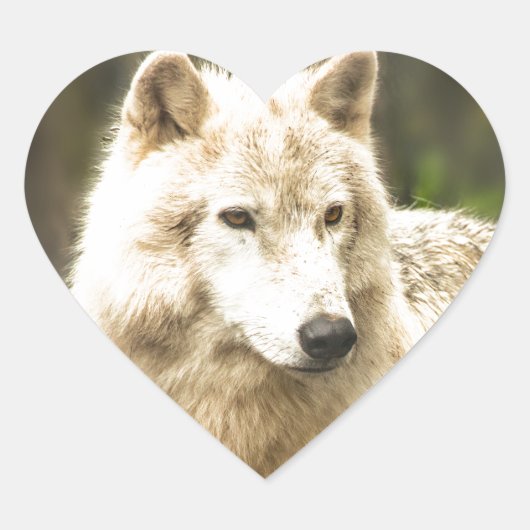 Natte Arctische Wolf in Spring Foto Hart Sticker (Voorkant)