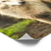 Natte Arctische Wolf in Spring Foto Poster (Hoek)