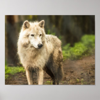 Natte Arctische Wolf in Spring Foto Poster