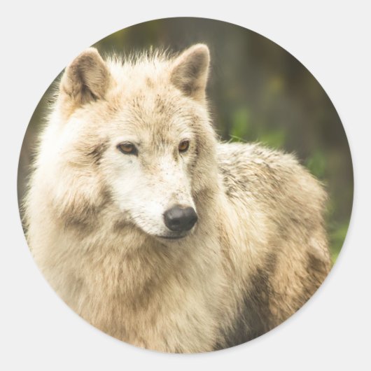 Natte Arctische Wolf in Spring Foto Ronde Sticker (Voorkant)