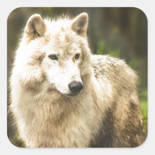 Natte Arctische Wolf in Spring Foto Vierkante Sticker