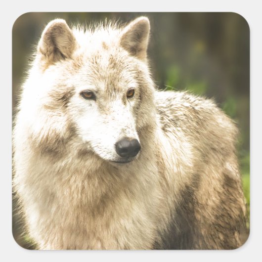 Natte Arctische Wolf in Spring Foto Vierkante Sticker (Voorkant)