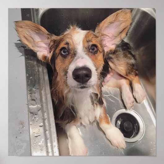 Natte Baby Corgi Puppy Poster (Voorkant)