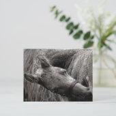 Natte Baby paarden Briefkaart (Staand voorkant)